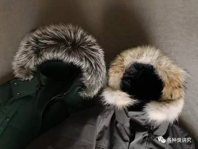 加拿大鹅和moose哪个好