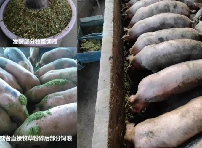 广西崇左有什么大型养猪场