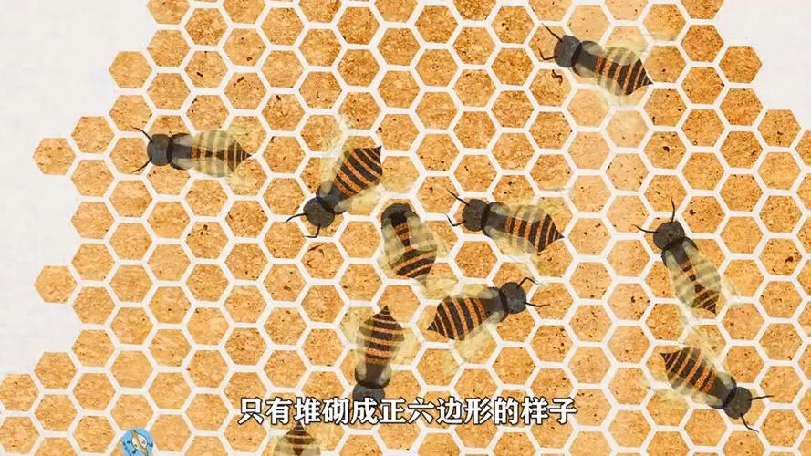 冬天的蜂巢还有蜜蜂吗截图2