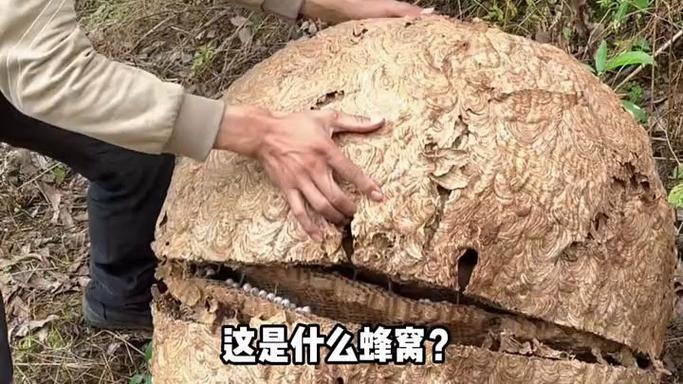 冬天的蜂巢还有蜜蜂吗截图3