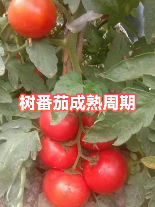 2月份番茄成熟了是对的吗