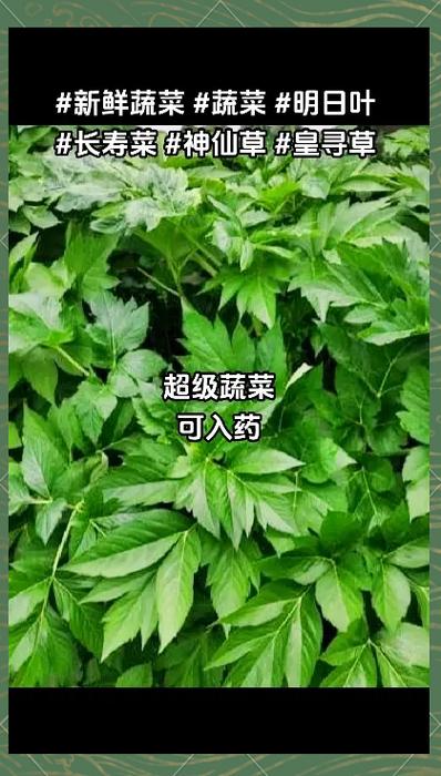 长寿草和明日叶一样吗