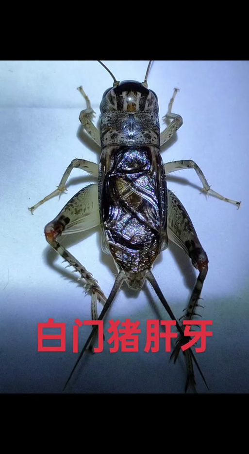 精品蛐蛐