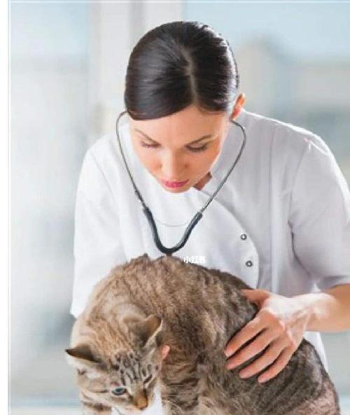 养猫有什么害处和危害