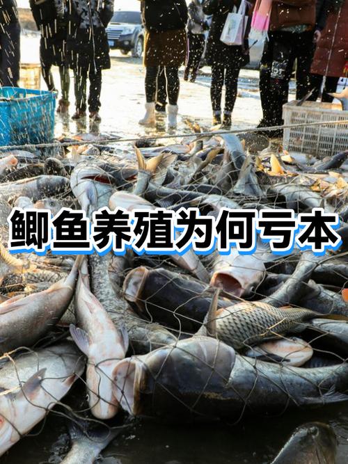 养什么不会亏本