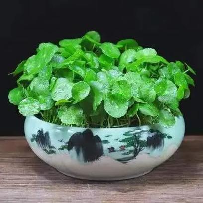十大最旺属蛇人的绿植截图2
