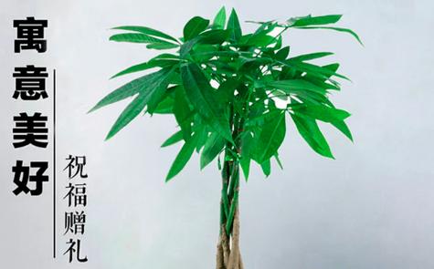 十大最旺属蛇人的绿植截图3