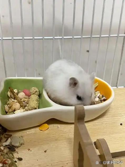 仓鼠多久不吃东西会饿死