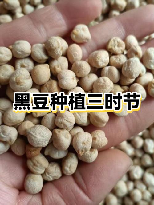 超市买的黑豆能种吗