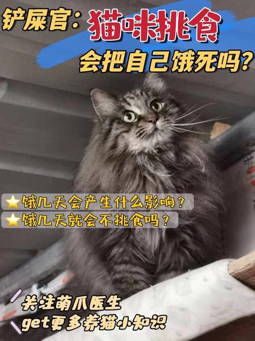 猫饿两天会饿死吗