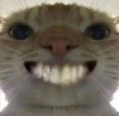 猫咪表情包沙雕