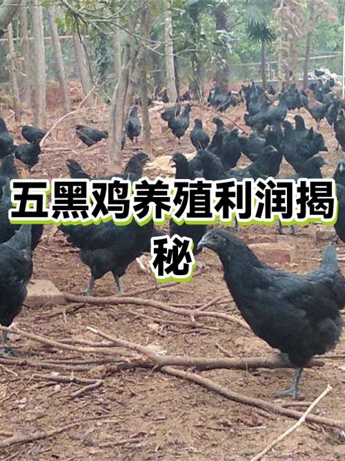 养500只五黑鸡利润