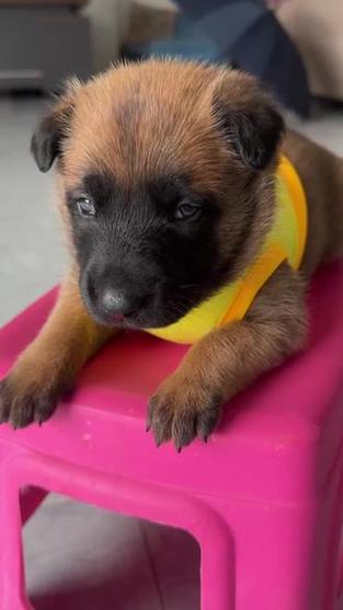 正宗马犬图片