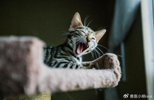 猫对声音的反应