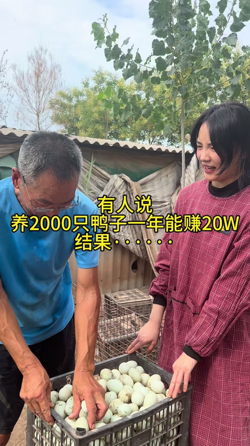 养5000只鸭子利润截图2