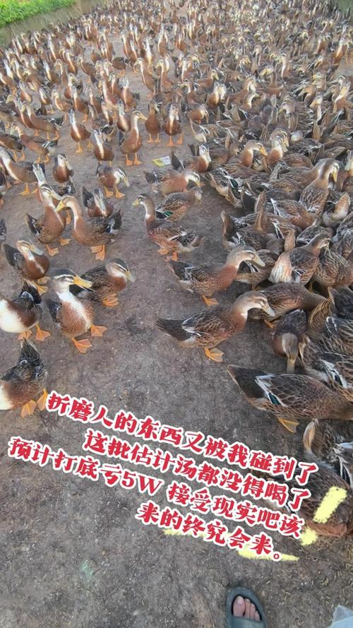 养5000只鸭子利润截图3