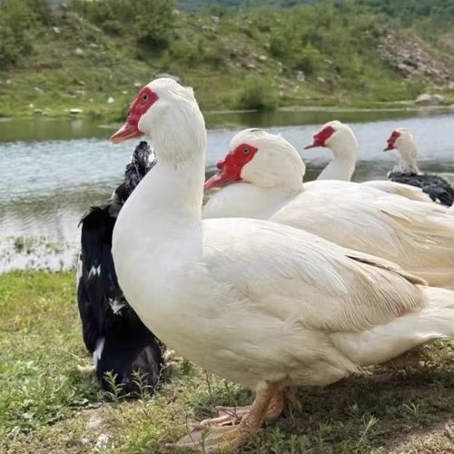 在哪里可以买到活鸭子