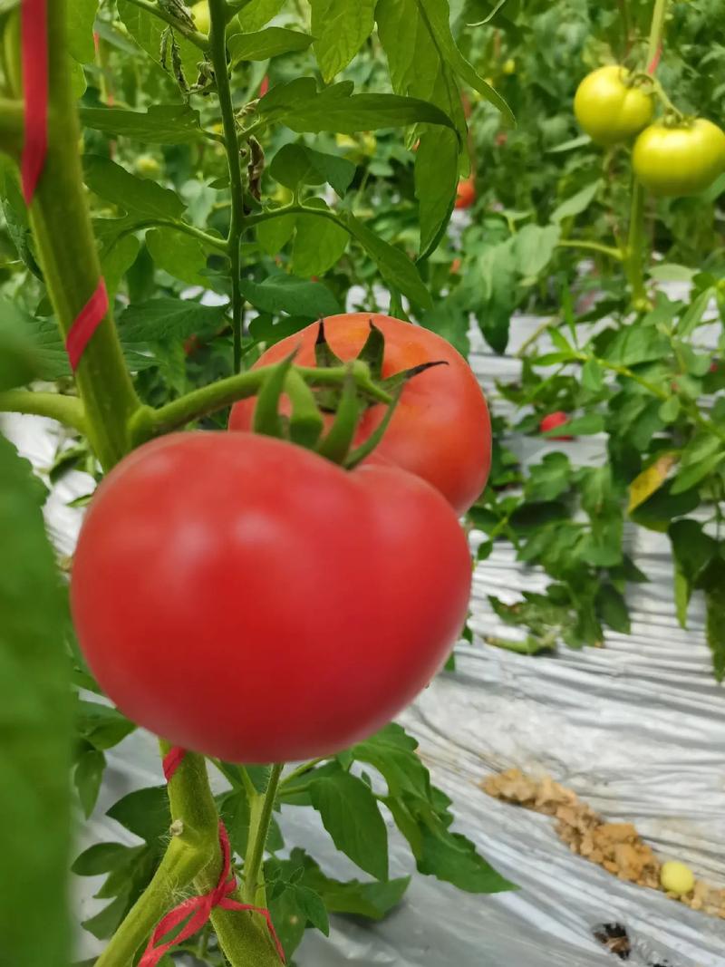 番茄todo怎么样