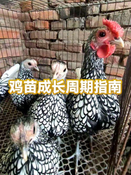 土鸡一年能长多大