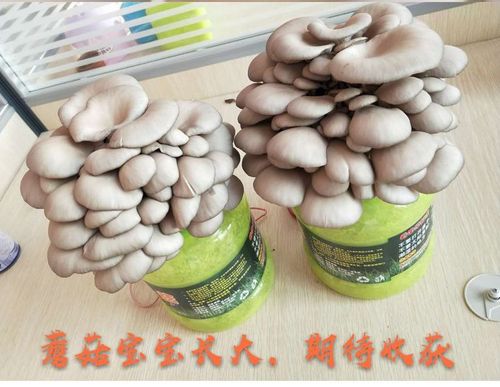 家庭种蘑菇哪种好