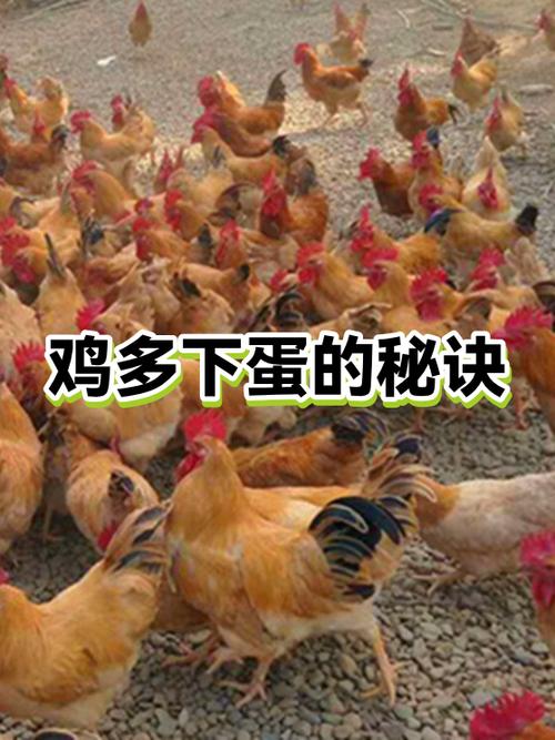 让母鸡多下蛋偏方