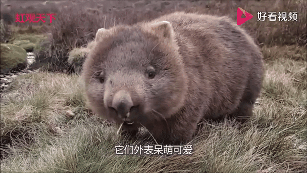 老版本袋熊视频