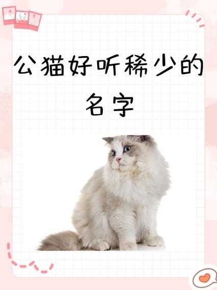 好听的猫名字