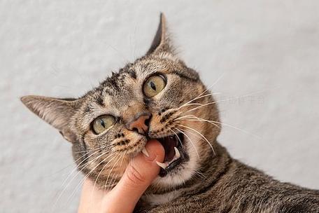 猫咬人
