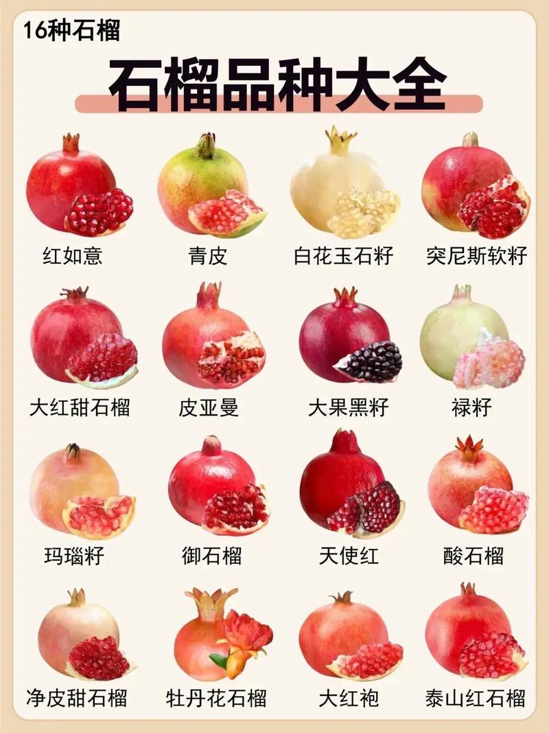 石榴树的品种什么最好