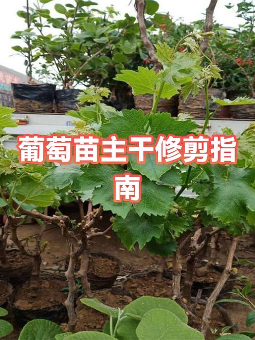 4月份葡萄树修剪最佳时间