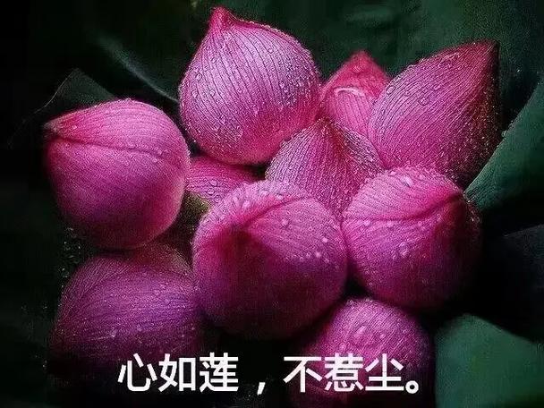 我心如尘免费阅读 我心如尘免费阅读