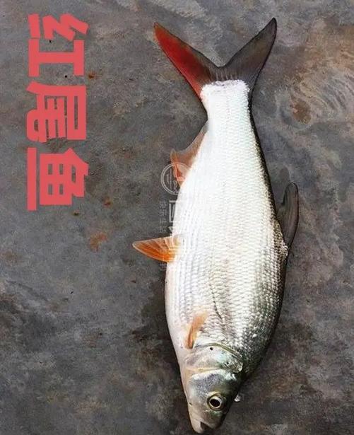 红鱼怎么变白了截图1