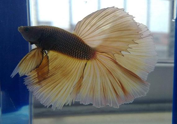 斗鱼8天不喂会饿死吗