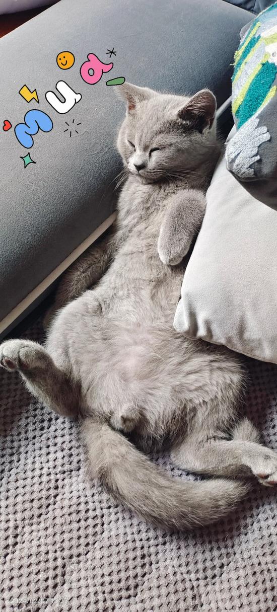 猫咪熟睡的表现截图1