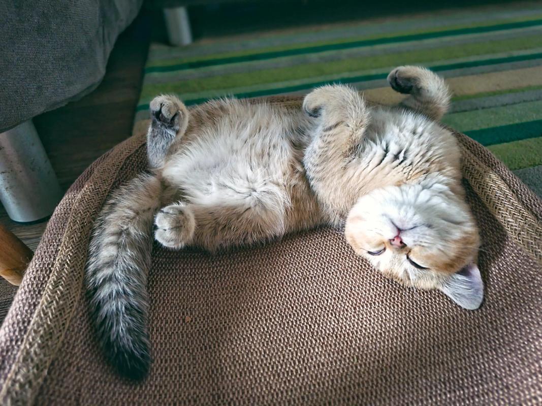 猫咪熟睡的表现截图2