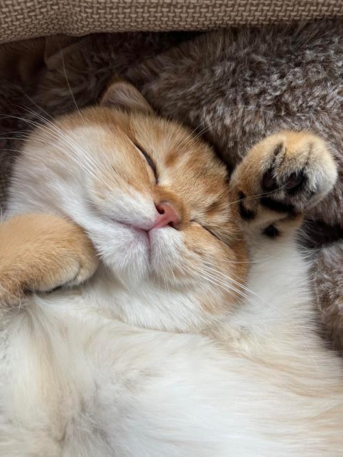 猫咪熟睡的表现截图3