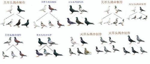 红鸽子最佳配对羽色