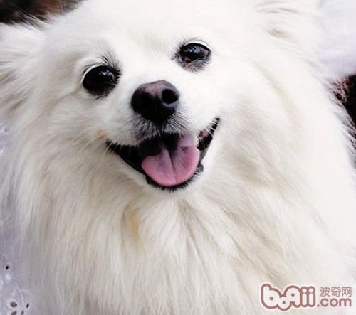 正宗蝴蝶犬图片截图1