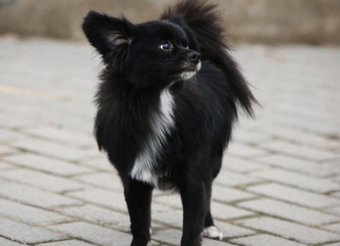 正宗蝴蝶犬图片截图2