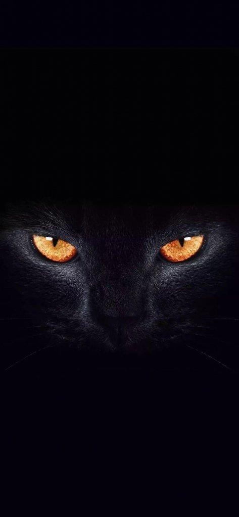 黑猫睁眼锁屏壁纸