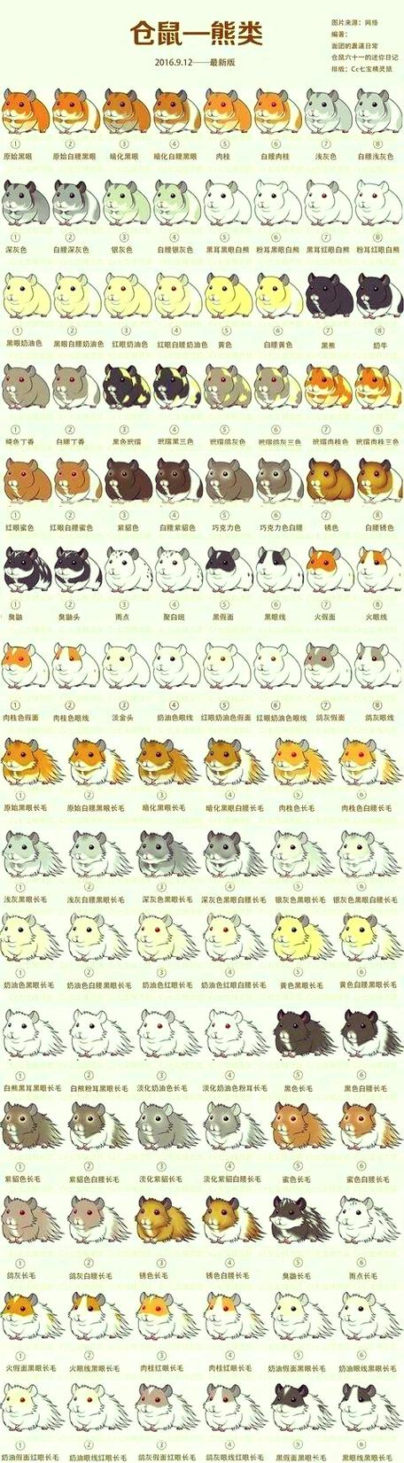 金丝熊最贵三个颜色 金丝熊最贵三个颜色