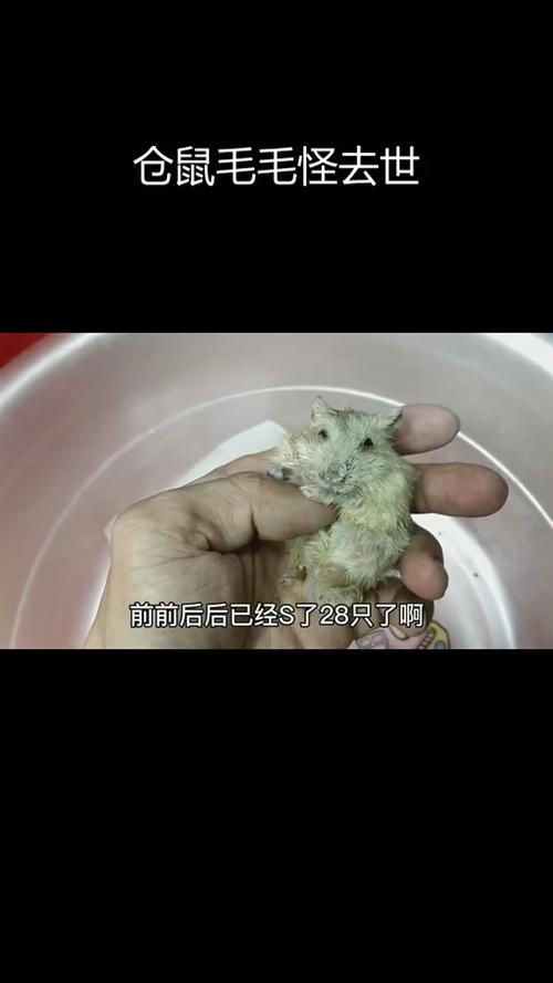 仓鼠死后主人哭他知道吗