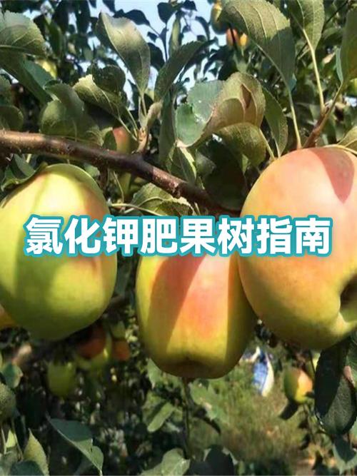 种果树多久才能赚回本钱