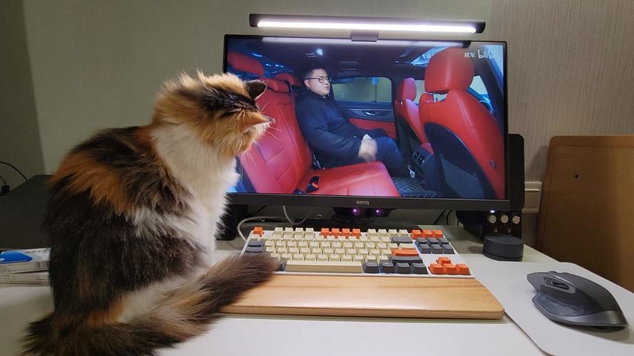 电视用猫怎么看电视截图1