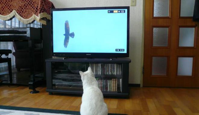 电视用猫怎么看电视截图2