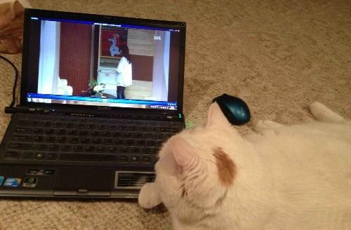 电视用猫怎么看电视截图3
