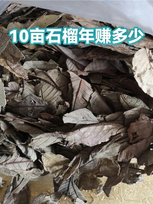 10亩石榴树收入