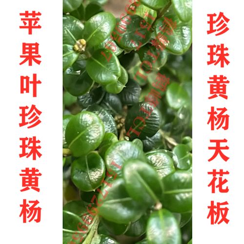 珍珠黄杨