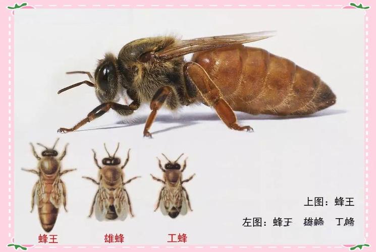 蜂王的复仇 蜂王的复仇