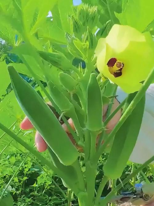 秋葵视频安装下载ios